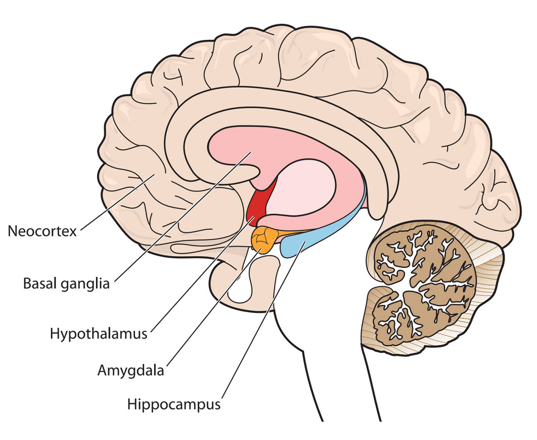 The neocortex is located at the front-most part of the brain. The basal ganglia are located at the center of the brain. The hypothalamus is located below the basal ganglia and right above the brainstem. The amygdala is located below the hypothalamus. The hippocampus is located directly to the right of the amygdala.