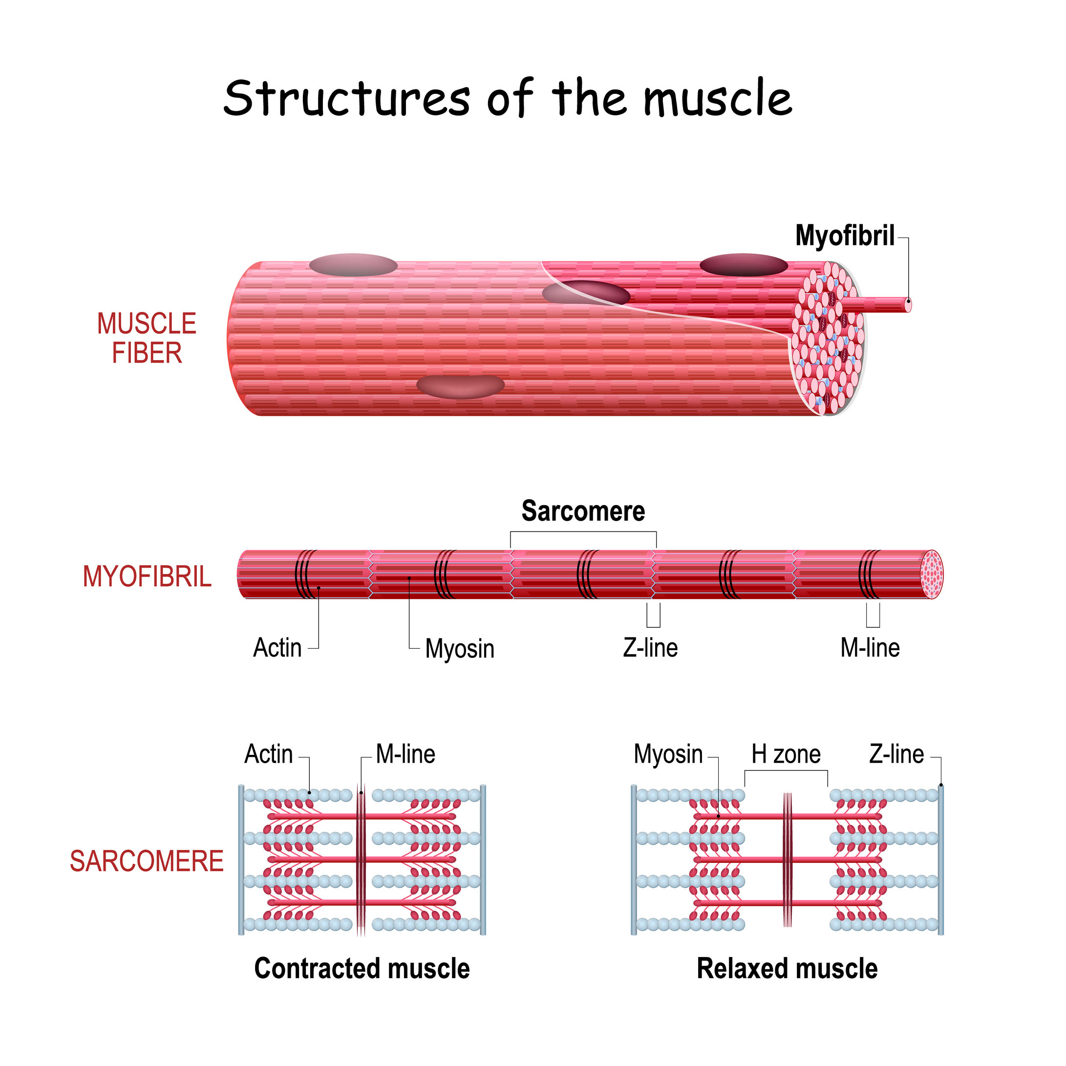 Understand basic musculoskeletal anatomy to optimize military fitness ...