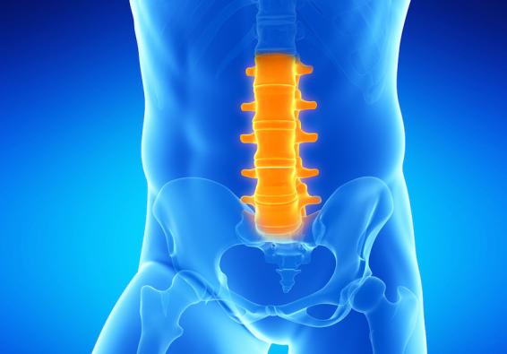 Medical illustration of lower spine